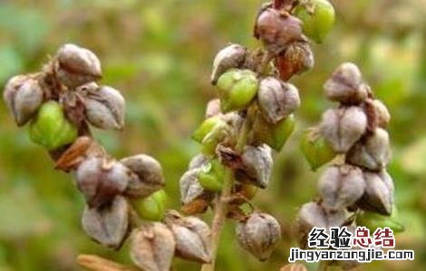 苦荞的种植方法 苦荞的种植方法和技术