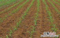 玉米的田间管理技术 玉米的田间管理技术要点