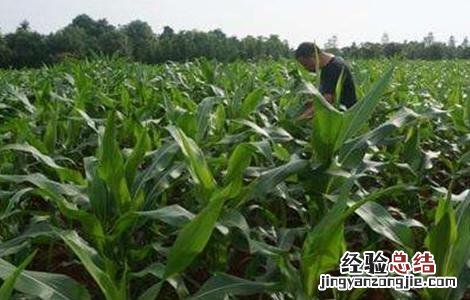 玉米的田间管理技术 玉米的田间管理技术要点