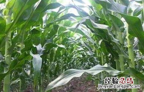 玉米的田间管理技术 玉米的田间管理技术要点