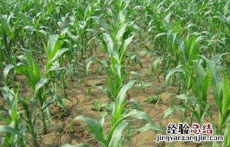 玉米的田间管理技术 玉米的田间管理技术要点