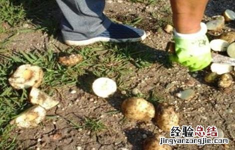 马铃薯空心的原因及防治方法 马铃薯空心病