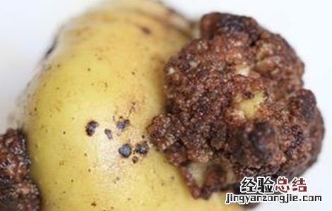 马铃薯空心的原因及防治方法 马铃薯空心病