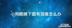 狗眼睛下面有泪痕是怎么回事 小狗眼睛下面有泪痕怎么办