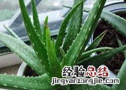 芦荟的功效与作用 芦荟的功效与作用的正确用法