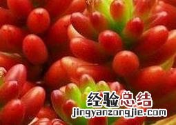虹玉的养殖方法和注意事项 虹之玉的养殖方法注意事项