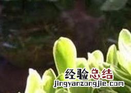 金麒麟的养殖方法视频 金麒麟的养殖方法