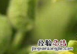 马蹄香图片 踏马归来马蹄香图片