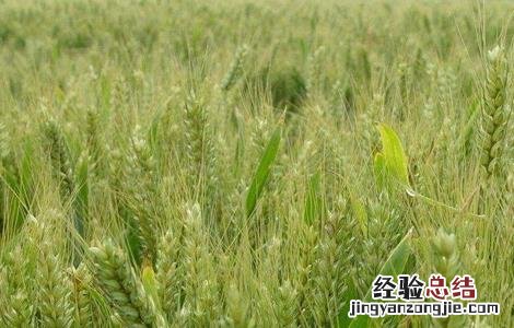 深耕对小麦生长有啥好处 种植小麦深耕的優點