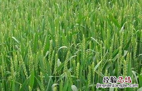 深耕对小麦生长有啥好处 种植小麦深耕的優點