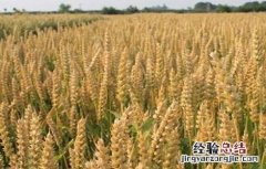 深耕对小麦生长有啥好处 种植小麦深耕的优点