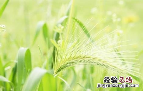 深耕对小麦生长有啥好处 种植小麦深耕的優點
