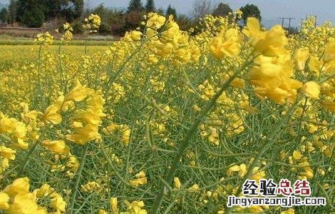 油花菜常见病害及防治措施 油花菜常见病害及防治