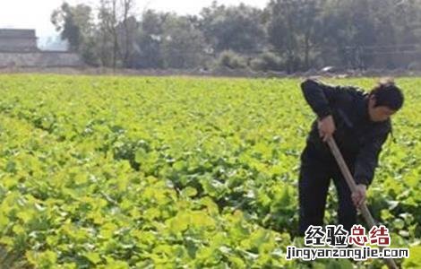 油花菜常见病害及防治措施 油花菜常见病害及防治