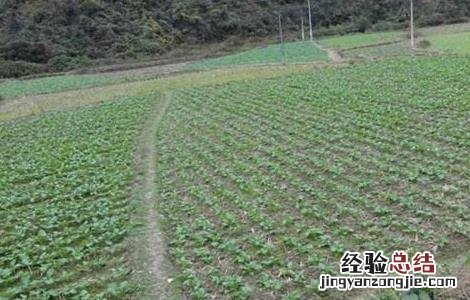 油花菜常见病害及防治措施 油花菜常见病害及防治
