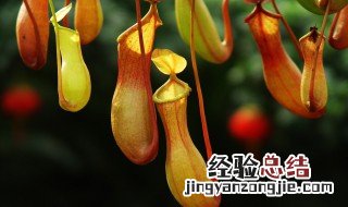 猪笼草怎么扦插 猪笼草怎么扦插繁殖视频