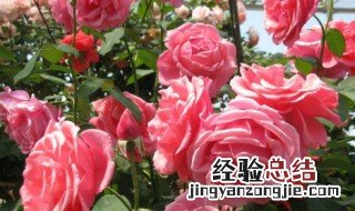 月季花养多长时间会开花 月季花养多长时间会开花结果