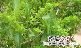 枣树花期能浇水吗视频 枣树花期能浇水吗