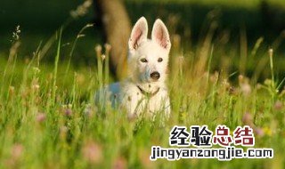 狗狗每天都必须出门吗 你知道吗
