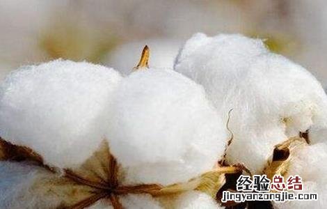 秋季棉花的管理方法视频 秋季棉花的管理方法