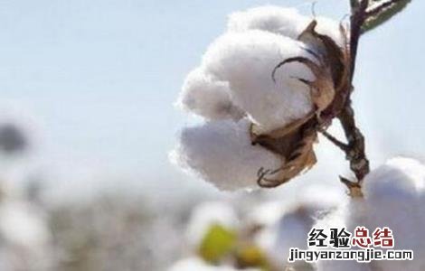 秋季棉花的管理方法视频 秋季棉花的管理方法