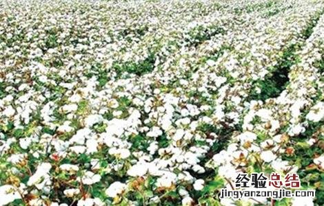秋季棉花的管理方法视频 秋季棉花的管理方法