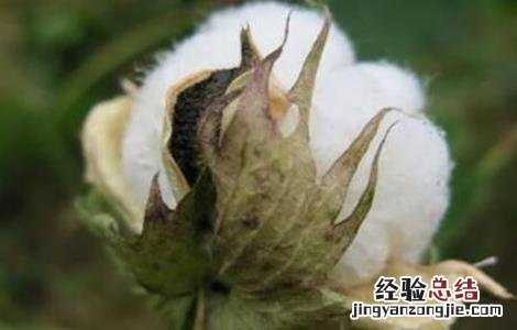 秋季棉花的管理方法视频 秋季棉花的管理方法