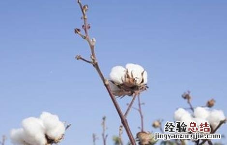 秋季棉花的管理方法视频 秋季棉花的管理方法