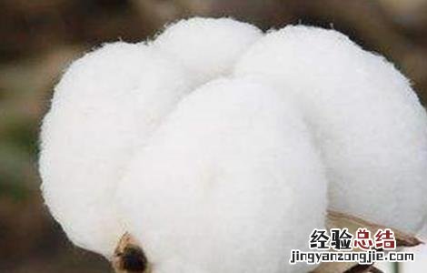 秋季棉花的管理方法视频 秋季棉花的管理方法
