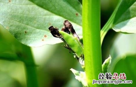 蚕豆缺钾症状 蚕豆缺钾的原因和解決方法