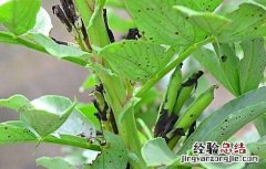 蚕豆缺钾症状 蚕豆缺钾的原因和解決方法