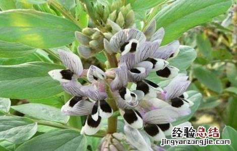 蚕豆缺钾症状 蚕豆缺钾的原因和解決方法