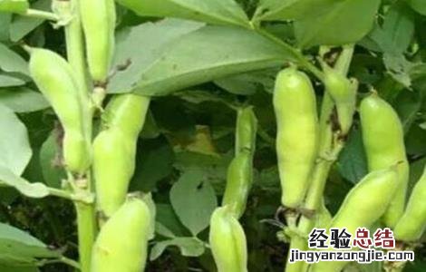 蚕豆缺钾症状 蚕豆缺钾的原因和解決方法