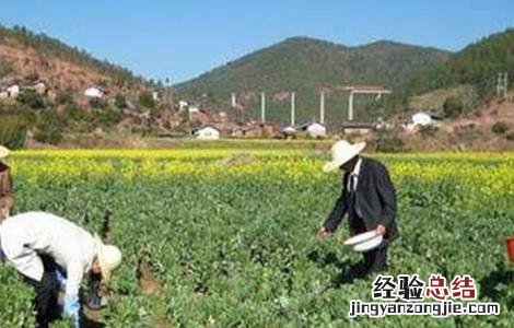 蚕豆的高産施肥技术 蚕豆的高産施肥技术与管理