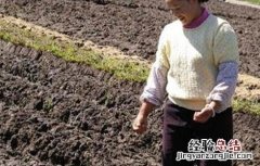 蚕豆的高产施肥技术 蚕豆的高产施肥技术与管理