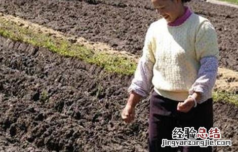 蚕豆的高産施肥技术 蚕豆的高産施肥技术与管理