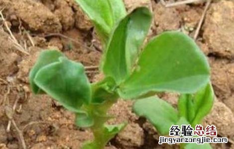 蚕豆的高産施肥技术 蚕豆的高産施肥技术与管理