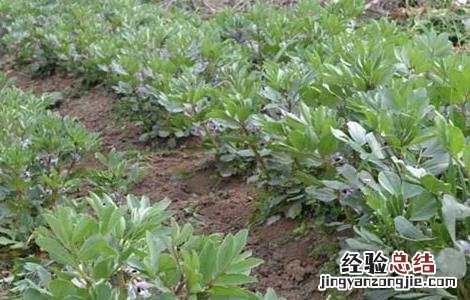 蚕豆的高産施肥技术 蚕豆的高産施肥技术与管理