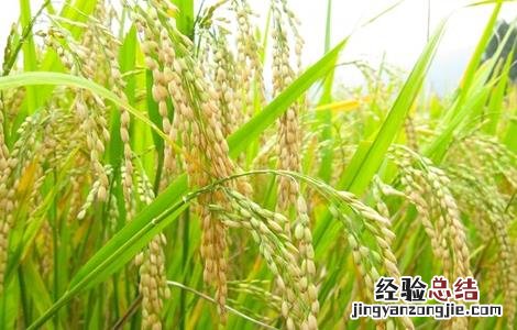 水稻幼穗分化时的注意事项是什么 水稻幼穗分化时的注意事项