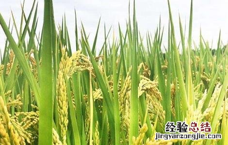水稻幼穗分化时的注意事项是什么 水稻幼穗分化时的注意事项