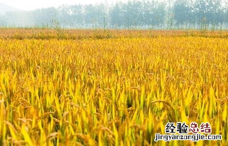 水稻幼穗分化时的注意事项是什么 水稻幼穗分化时的注意事项