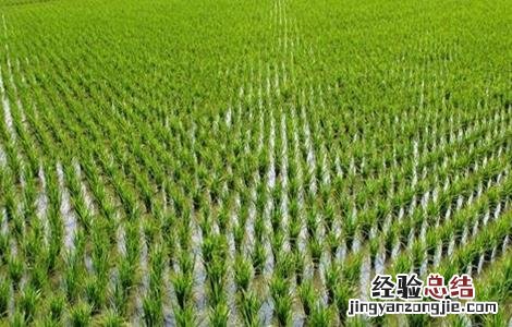 水稻幼穗分化时的注意事项是什么 水稻幼穗分化时的注意事项