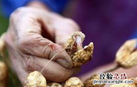 花生空壳的原因及解决方法视频 花生空壳的原因及解决方法