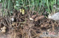 花生空壳的原因及解决方法视频 花生空壳的原因及解决方法