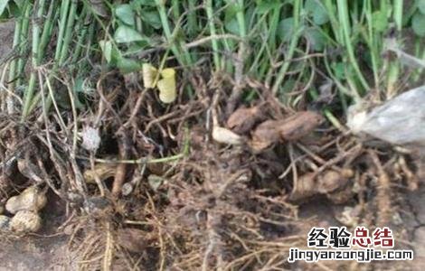 花生空壳的原因及解决方法视频 花生空壳的原因及解决方法