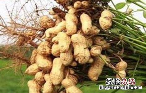 花生空壳的原因及解决方法视频 花生空壳的原因及解决方法