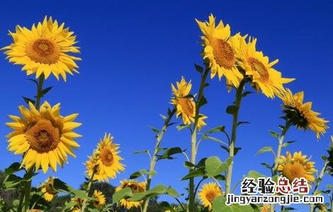 怎么提高向日葵的结实率 如何让向日葵快速生长