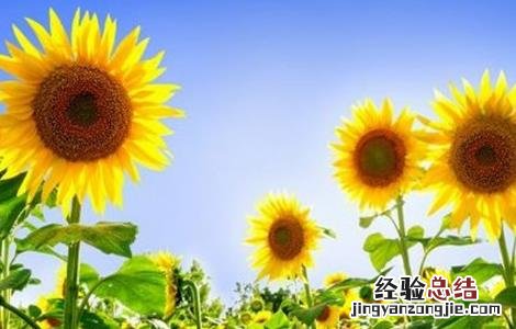 怎么提高向日葵的结实率 如何让向日葵快速生长