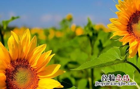 怎么提高向日葵的结实率 如何让向日葵快速生长