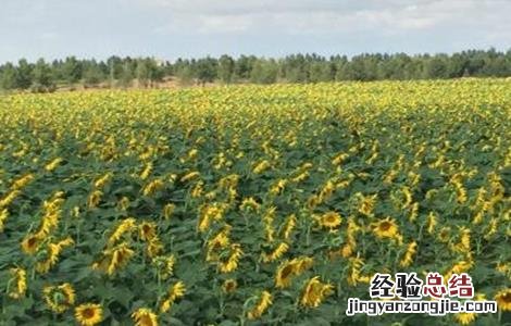 怎么提高向日葵的结实率 如何让向日葵快速生长